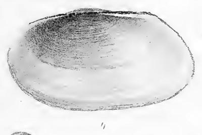 Decorative image of a representative of Buldowskia flavotincta