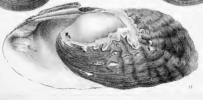 specimen image from publication