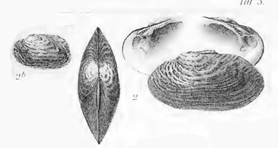 specimen image from publication
