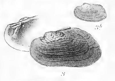 specimen image from publication