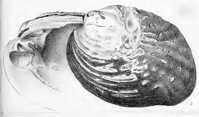 specimen image from publication