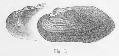 specimen image from publication