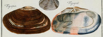 specimen image from publication
