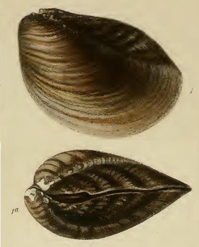 specimen image from publication