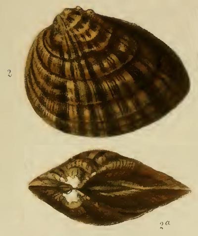 specimen image from publication