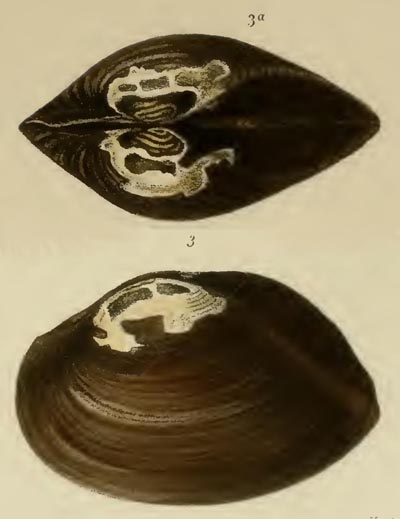 specimen image from publication