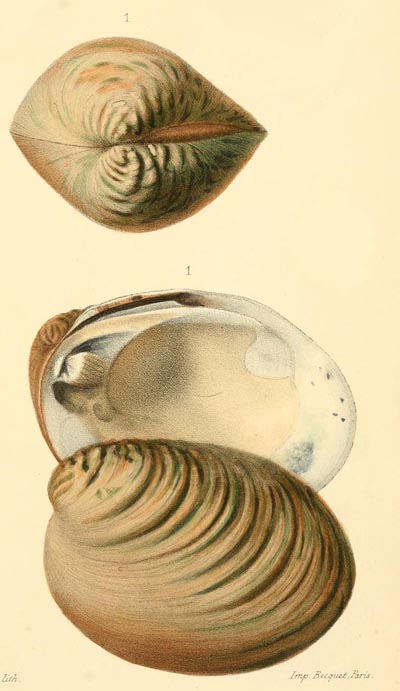 specimen image from publication