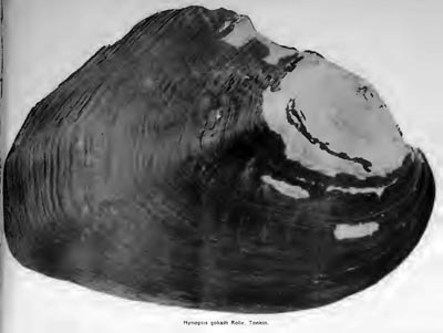 specimen image from publication