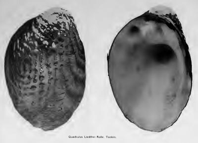 specimen image from publication