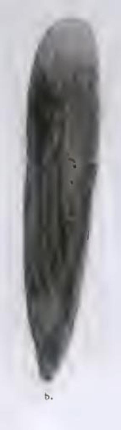 specimen image from publication