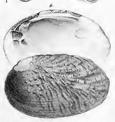 specimen image from publication