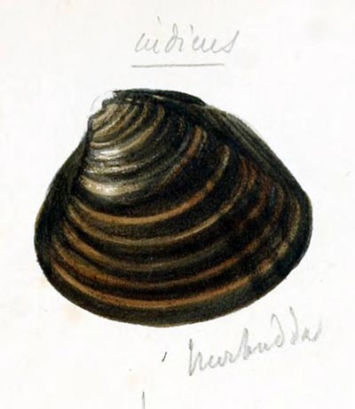 specimen image from publication