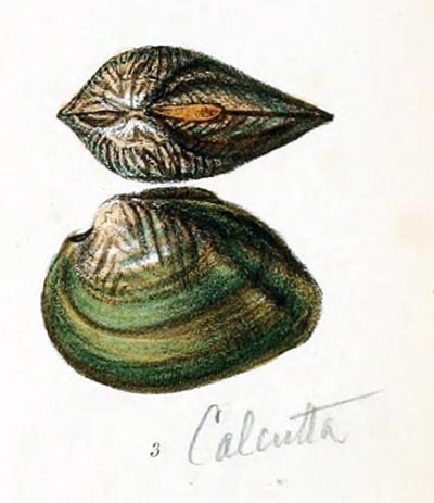 specimen image from publication