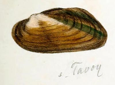 specimen image from publication