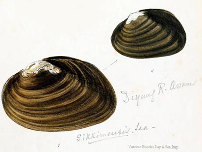 specimen image from publication