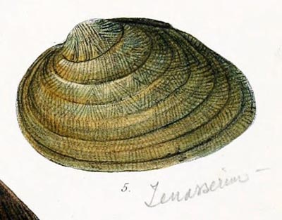 specimen image from publication