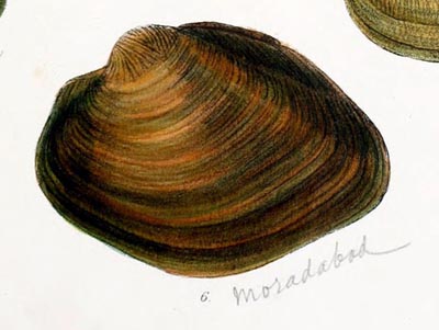 specimen image from publication