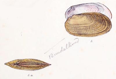 specimen image from publication