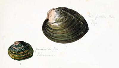 specimen image from publication