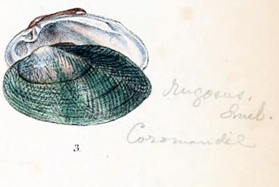 specimen image from publication