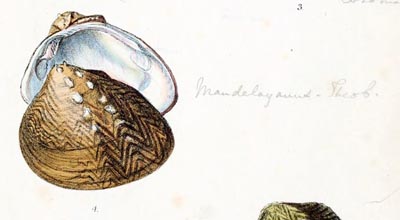 specimen image from publication