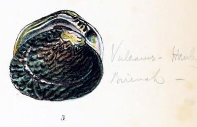 specimen image from publication