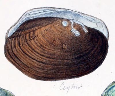 specimen image from publication