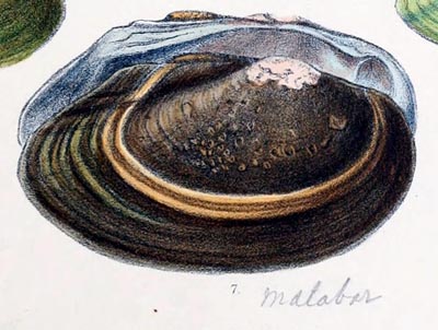 specimen image from publication