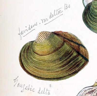 specimen image from publication