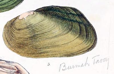 specimen image from publication