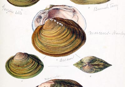 specimen image from publication