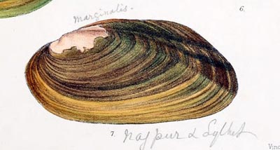specimen image from publication