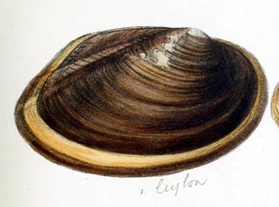 specimen image from publication