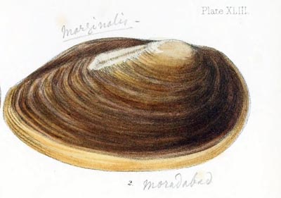 specimen image from publication
