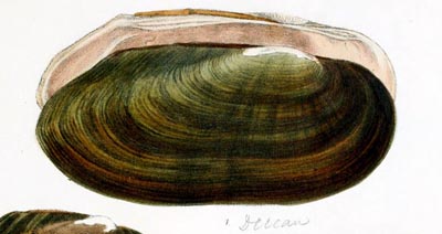 specimen image from publication