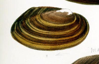 specimen image from publication