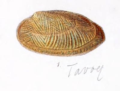 specimen image from publication