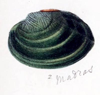 specimen image from publication