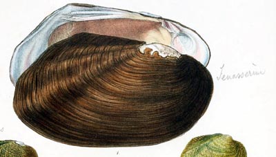 specimen image from publication