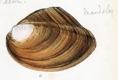 specimen image from publication