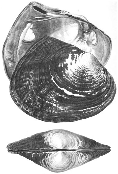 specimen image from publication