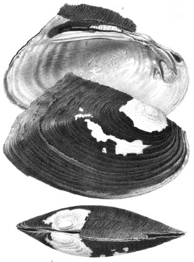 specimen image from publication