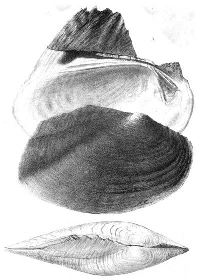 specimen image from publication