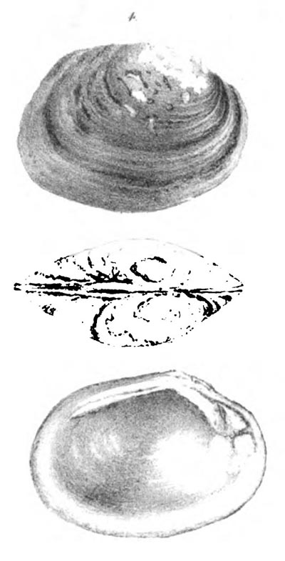 specimen image from publication