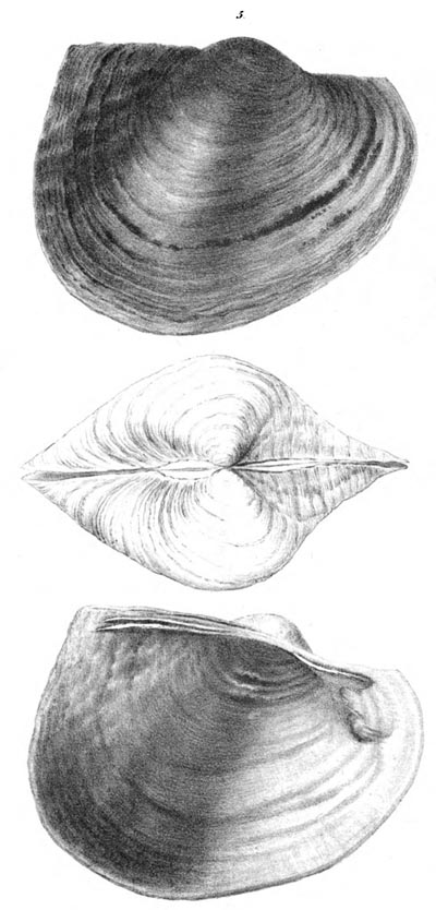 specimen image from publication