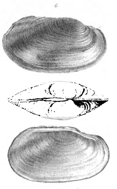 specimen image from publication