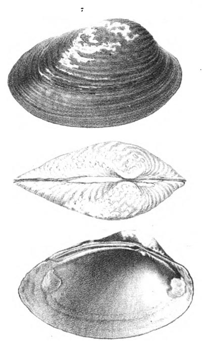 specimen image from publication
