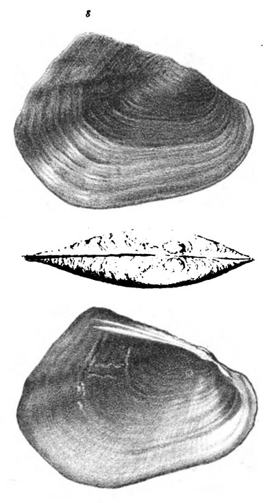 specimen image from publication