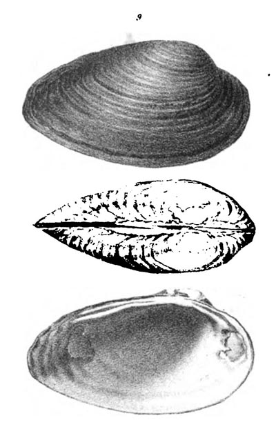 specimen image from publication