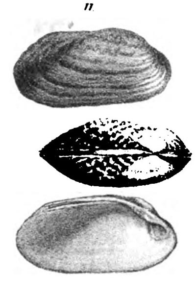 specimen image from publication